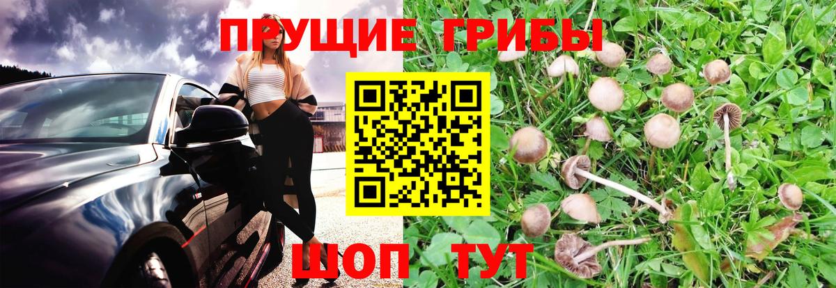 Галлюциногенные грибы GOLDEN TEACHER  Вход с VPN  Лесозаводск 